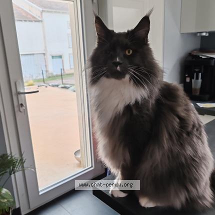 Photo 1/1 SIMBA Chat lost in Frizon