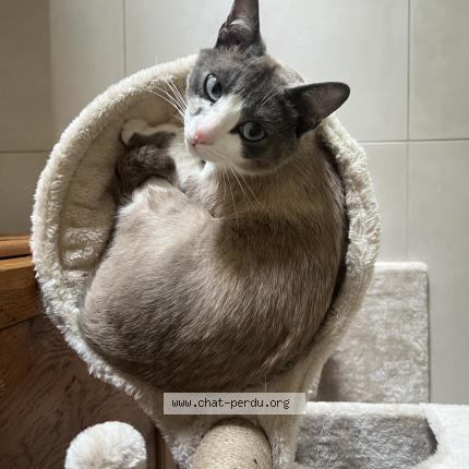 Photo 1/1 Mimi Chat lost in Checy