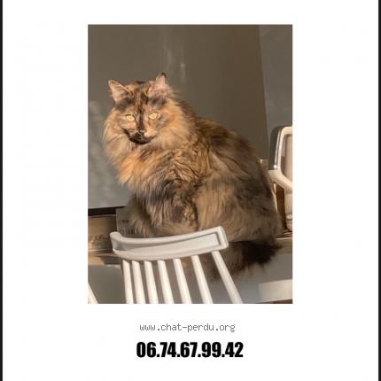 Photo 1/1 suzie Chat lost in Torcy