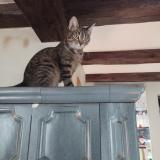 Picture of cat lost at Gunsbach