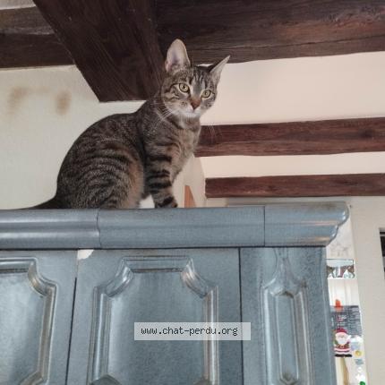 Photo 1/1 Seccotine Chat lost in Gunsbach