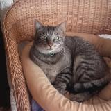 Picture of cat lost at Itteville