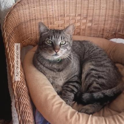 Photo 1/1 Cat reunited Lost in Itteville