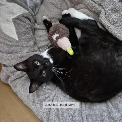 Photo 1/1 Styx Chat lost in Wagnelee