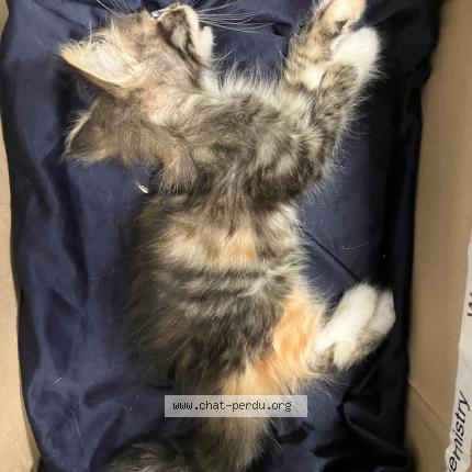 Photo 1/1 Found cat Found in Wattrelos