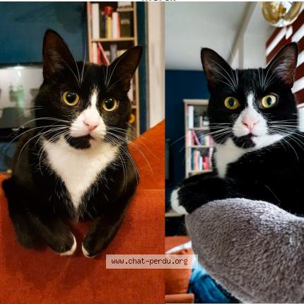 Photo 1/1 Sora Chat lost in Coudekerque branche