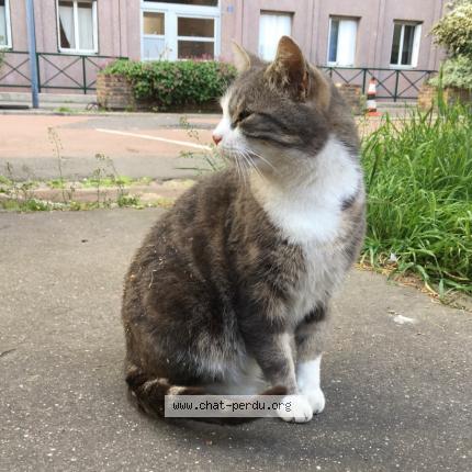 Photo 1/1 Foufou Chat lost in Saint ouen