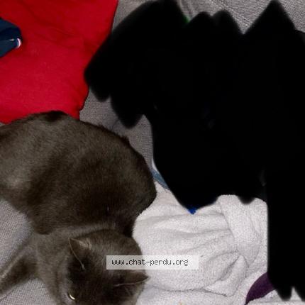 Photo 1/1 Yumi Chat lost in Cercotte