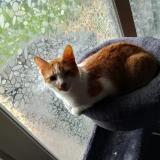 Picture of cat lost at Poitiers