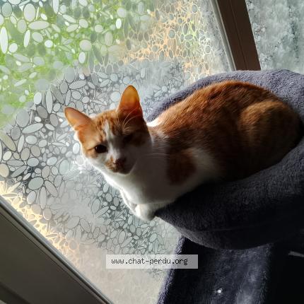 Photo 1/1 Berlioz Chat lost in Poitiers