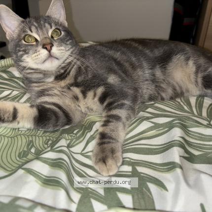 Photo 1/1 Burn Chat lost in Chateau gontier sur mayenne