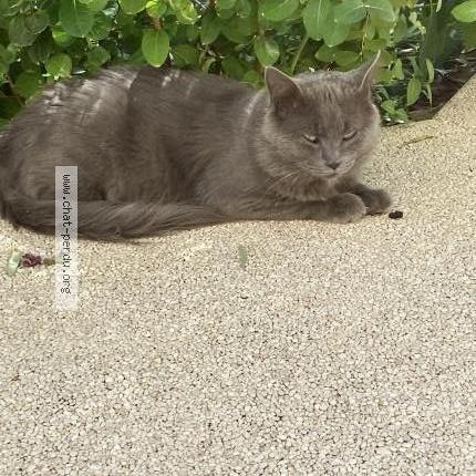 Photo 1/1 Found cat Found in Cognac