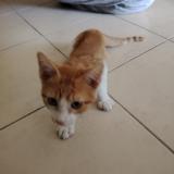 Picture of cat found at Blaye