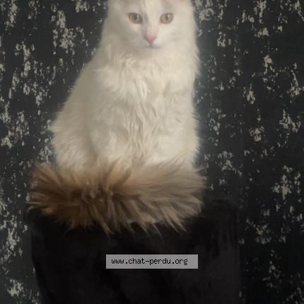 Photo 1/1 Zeus Chat lost in Lantignie