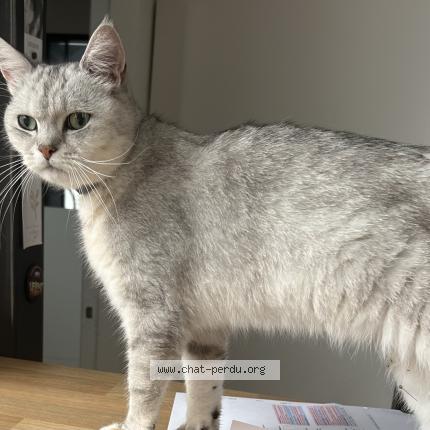 Photo 1/1 TIAGO Chat lost in Nantes