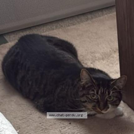 Photo 1/1 Sana Chat lost in Poilly lez gien