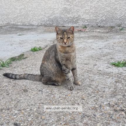Photo 1/1 Féfé - Félicie Chat lost in Beauvais