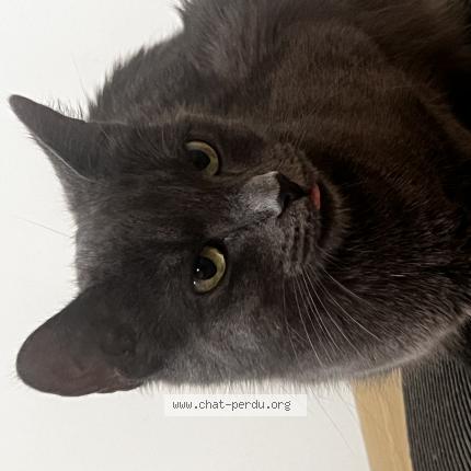 Photo 1/1 Maka Chat lost in La neuveville