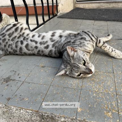 Photo 1/1 Sirius Chat lost in Marseille