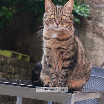 Photo 1/1 Mimine Chat lost in Rodez