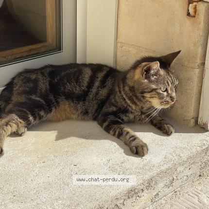 Photo 1/1 Found cat Found in Maransin