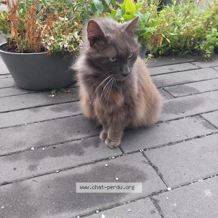 Photo 1/1 Cat reunited Lost in Roubaix