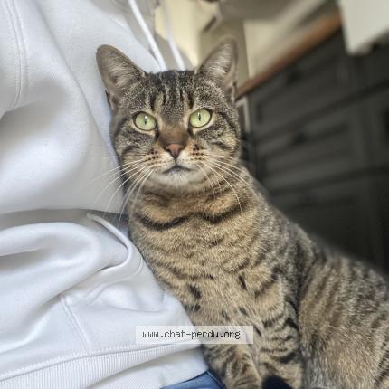 Photo 1/1 Uby Chat lost in Saint julien des landes