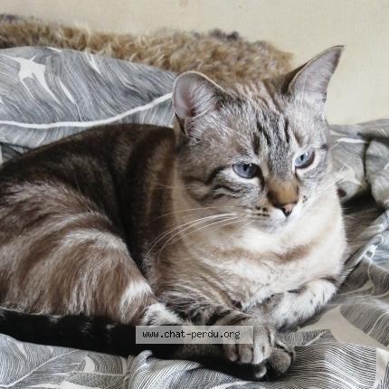 Photo 1/1 Orion Chat lost in St capraise de lalinde