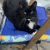 Picture of cat lost at La Crau