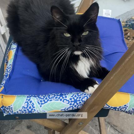 Photo 1/1 Sky Chat lost in La crau