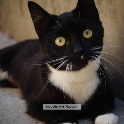 Photo 1/1 Clochette Chat lost in Vendrennes