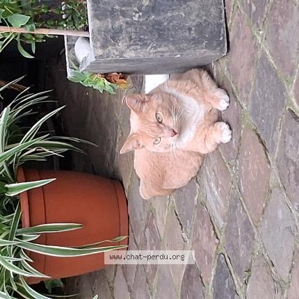 Foto 1/1 Kat teruggevonden Vermist in Liege