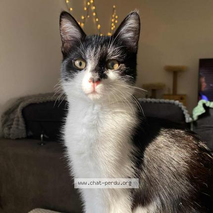 Photo 1/1 Suzy Chat lost in Fontainebleau