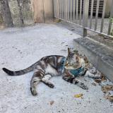 Picture of cat found at Nancy