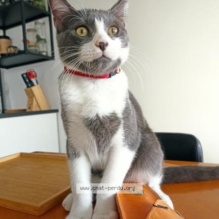 Photo 1/1 Djo&eacute; Chat lost in Rennes