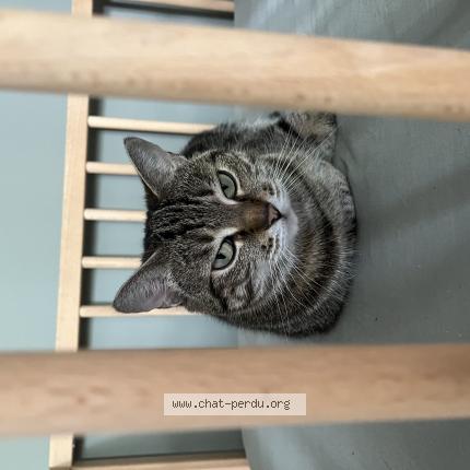 Photo 1/1 Normane Chat lost in Saint jean de braye