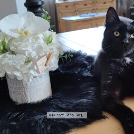 Photo 1/1 Samba Chat lost in Pont de l arche