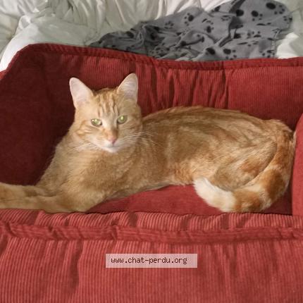 Photo 1/1 Doddy Chat lost in Varilhes