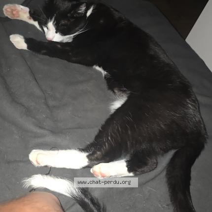 Photo 1/1 Tsuki Chat lost in Brive la gaillarde