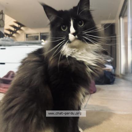 Photo 1/1 MMI Chat lost in Unieux