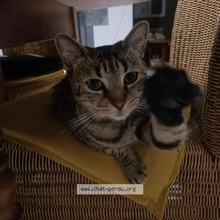 Photo 1/1 Lune Chat lost in Geneslay