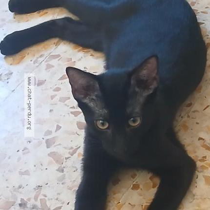 Photo 1/1 Alita Chat lost in Toulon