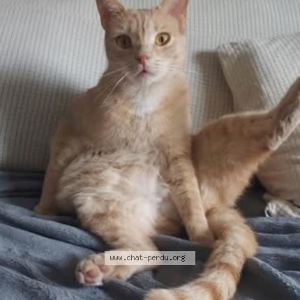 Photo 1/1 Salem Chat lost in La pointe de contes