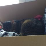 Picture of cat lost at Ploufragan