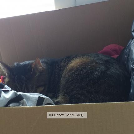 Photo 1/1 Félix Chat lost in Ploufragan