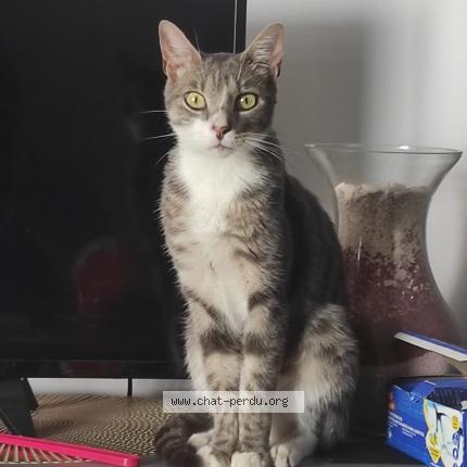 Photo 1/1 Iron Chat lost in Avignon