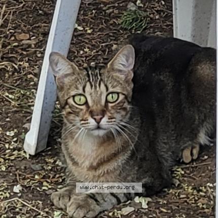 Photo 1/1 Tigrou Chat lost in Lagamas