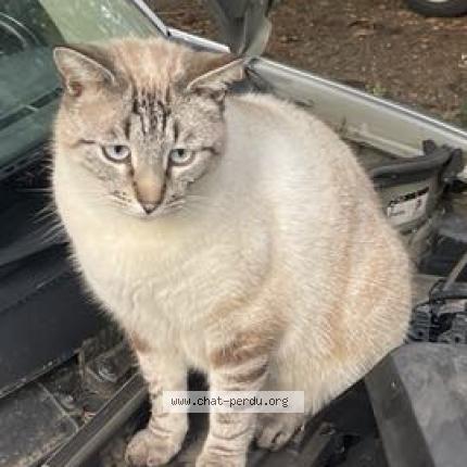 Photo 1/1 Croquette Chat lost in Tournay