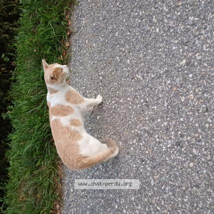 Photo 1/1 Found cat Found in Noes