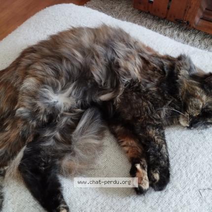 Photo 1/1 Sushi Chat lost in La meaugon